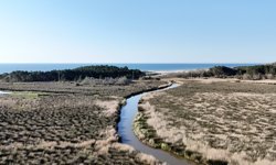 Sinop'taki Sarıkum Tabiat Koruma Alanı'nda bahar canlılığı