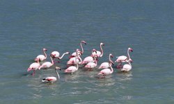 Son yağışlarla su tutan Seyfe Gölü'nde kuşlar yeniden konaklamaya başladı