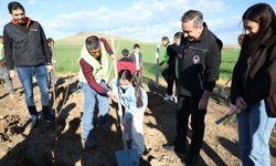 Sungurlu'da Çocuk ve Genç Meclisi üyeleri fidan dikti
