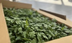 YÜZDE 75 HİBELİ 53 BİN 400 FİDE DAĞITILDI