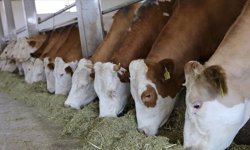 KOMŞUYA 784 MİLYON LİRALIK DEV YATIRIM