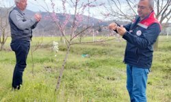Tosya'da tarım ürünleri zirai dondan etkilenmedi