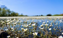 UNESCO listesindeki Kızılırmak Deltası su papatyalarıyla kaplandı