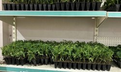 FİDE SATIŞLARI BAŞLADI