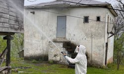 Yağlıdere'de kahverengi kokarcayla mücadele kapsamında ilaçlama yapıldı