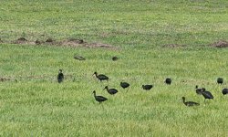 Yeniçağa Gölü Kuş Cenneti'nde nesli tükenme tehlikesi altındaki çeltikçi kuşları görüntülendi