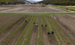 Yozgat'ta fidanlar kadınların elinde yeşeriyor