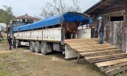 Alaçam Kızlan Yaylası'nda yetişen kurbanlıkların sevkiyatı başladı