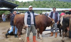 Amasya canlı hayvan pazarının gözdesi 'Şampiyon ve Paşa'