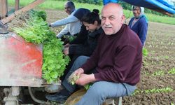 Bafra Ovası'nda tütün dikimi başladı