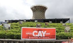 ÇAYKUR kampanyanın ilk gününde yaklaşık 900 ton yaş çay aldı