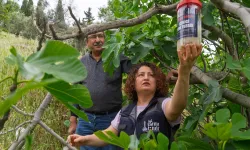 İncirde kalite kaybına karşı İzmir'de doğal mücadele