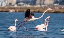 İzmir'de Flamingo Yolu turları bayramda da devam ediyor