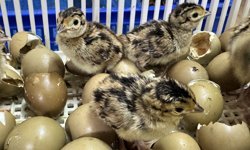Kahverengi kokarca ile beslenen sülünler yumurtadan çıkmaya başladı
