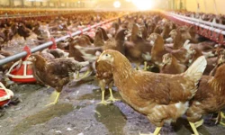 Kümes hayvancılığında artış! Yaklaşık 2 milyar adet yumurta üretildi