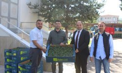 Pazar ilçesinde üreticiye 113 bin fide dağıtıldı