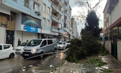 Şanlıurfa'da fırtınanın verdiği hasar gün aydınlanınca ortaya çıktı