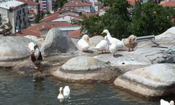 Tokat'ta taşkın nedeniyle Yeşilırmak'ta mahsur kalan kaz ve ördekler kurtarıldı