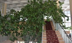 Yeniden inşa edilecek kütüphanedeki 60 yıllık limon ağacı taşınacak
