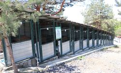 12 BİNDEN FAZLA KÖPEĞE YUVA...