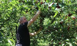Amasya'da bu yıl 50 bin ton kiraz rekoltesi bekleniyor