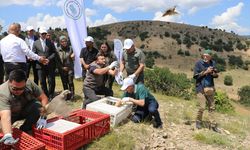 Amasya'da keneyle mücadele kapsamında 300 kınalı keklik doğaya bırakıldı
