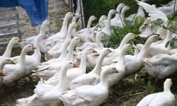 Belediyenin desteğiyle kaz yetiştiriciliğine başlayan çift kendi işlerinin patronu oldu