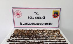Bolu'da yabani salep toplayan 3 kişiye toplam 2 milyon lira ceza