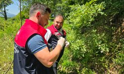 Düzce'de kahverengi kokarcaya karşı samuray arısı salındı