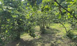 Giresun'da fındıkta verim ve kaliteyi artırmak için araştırma altyapısı oluşturulacak