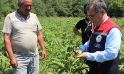 Göynük'te enginar hasadı başladı