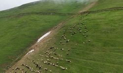 Gümüşhane'nin 2 bin 140 rakımlı Taşköprü Yaylası doğaseverleri ağırlıyor