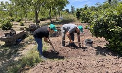 Özel izinle yetiştirdiği salep orkidesiyle atıl arazisini tarıma kazandırdı