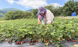 Samsun'da bin rakımlı yaylada çilek hasadı başladı