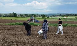 Samsun'da Büyükşehir Belediyesi desteğiyle Ladik fasulyesi üretimi artıyor