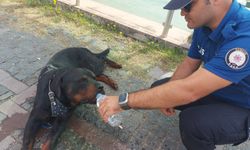 Samsun'da yaralı köpeğe polisin su verdiği anlar kamerada