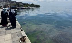 Sinop sahillerinde binlerce deniz anası görüntülendi