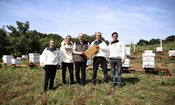 Sinop'ta kurulan 16 bal ormanı kentin bal üretimini ve kalitesini artıracak