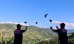 Tokat'ta zararlılarla mücadele için doğaya 100 keklik salındı