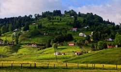Trabzon'daki Kadıralak Yaylası sarı çiçeklerle renklendi