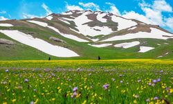 Van'daki Kızılmeydan Yaylası düğün çiçekleriyle renklendi