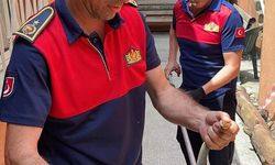 Zonguldak'ta Aile Sağlığı Merkezi'ne giren yılanı itfaiye çıkardı