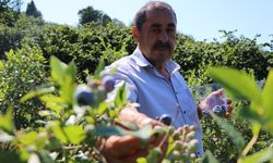 Emekli madenci tarım fuarında gördüğü yaban mersininin üreticisi oldu