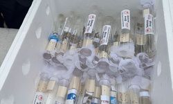 Giresun'da kahverengi kokarcaya karşı doğaya 1000 samuray arısı salındı