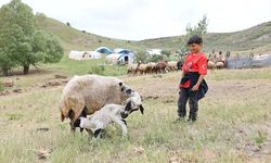 Göçerlerin yüksek rakımlı yaylalardaki mesaisi sürüyor
