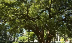 İzmir'de Kültürpark'ın köklerine yolculuk