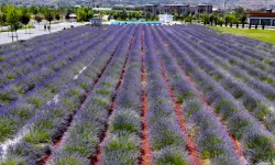Recep Tayyip Erdoğan Millet Bahçesi'nde lavanta şöleni