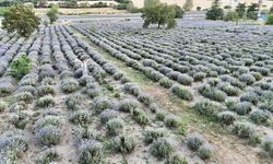 Safranbolu'da mor çiçekler açan lavanta bahçesi ziyaretçilerini ağırlıyor