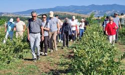 Samsun'da zararlılarla mücadele için doğaya uğur böceği salındı