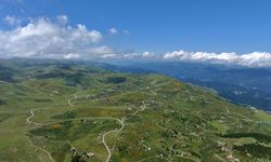 Trabzon'da orman gülleri Taşlıoba Yaylası'nı renklendirdi